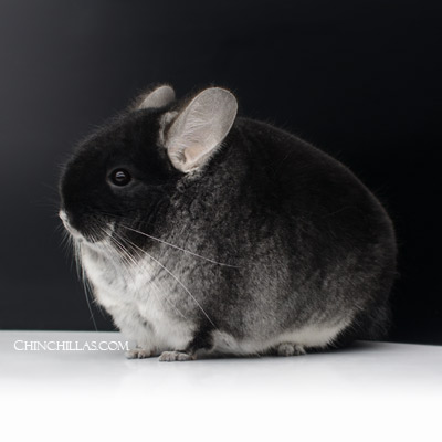 Black Velvet Chinchilla